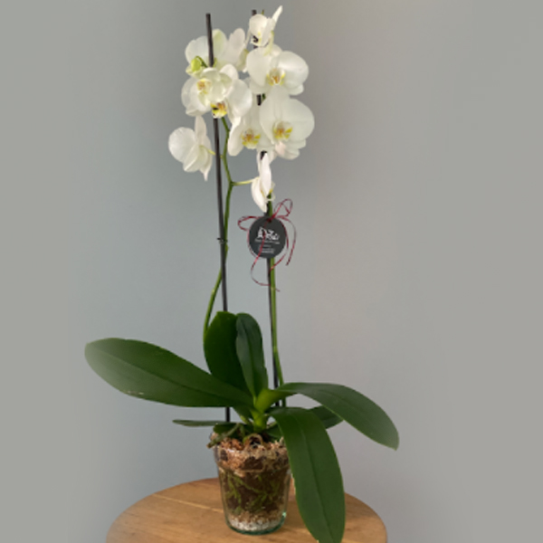 Elegante Orquídea Doble – Florería Voilà